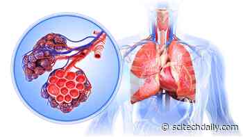 New Cell Type Discovered Deep in Human Lungs – With Regenerative Properties