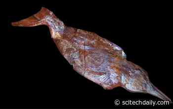 Scientists Discover Fish-Like Marine Reptile Buried in Its Own Blubber 150 Million Years Ago