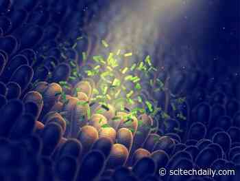 Possible Link Discovered Between Enteric Neurons, Gut Microbiome and ALS