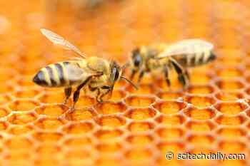 New Breed of Honey Bees a Major Advance in Global Fight Against Parasitic Varroa Mite