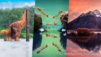 Photo from MacKenzie holiday wins big at photography awards - New Zealand Herald