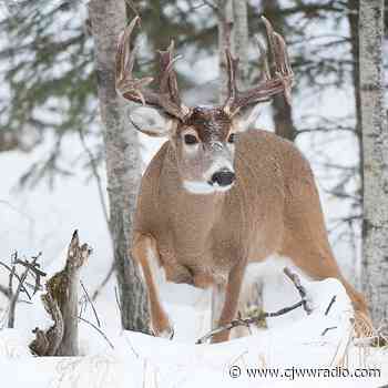 COVID-19 detected in Saskatchewan's white tailed deer - CJWW