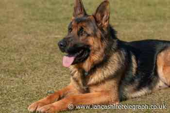 Applications open to rehome retired police dogs - How to apply