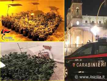 Giarre, serra indoor con 91 piantine di cannabis: arrestato - ilSicilia.it