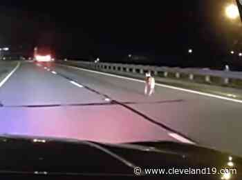 Ohio troopers rescue dog from highway traffic (dash camera video) - Cleveland 19 News