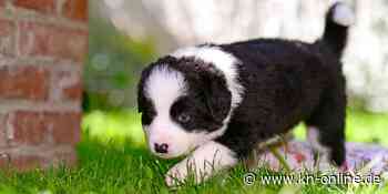 Vitaminboom für Haustiere in Australien