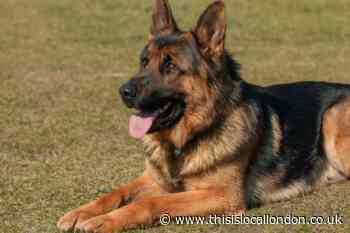 Applications open to rehome retired police dogs - How to apply