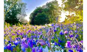 Wildflower meadows to be created across Basildon - Yellow Advertiser