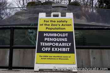 Zoos hiding birds as avian flu spreads in North America - Red Deer Advocate