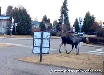 Moose visits a Red Deer school yard on Tuesday – Red Deer Advocate - Red Deer Advocate