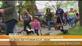 Dachshund Parade returning to Washington Square Park