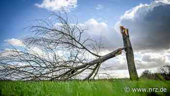 Sturm und Regen bescheren der Feuerwehr Essen 20 Einsätze - NRZ News