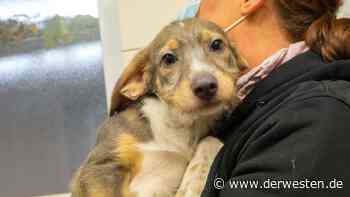 Hund in Essen: Tierheim mit dramatischem Hilferuf – wegen IHNEN - DER WESTEN