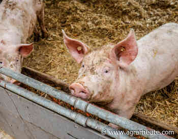 Weniger Tiere essen und die Welt ist gerettet? - agrarheute.com