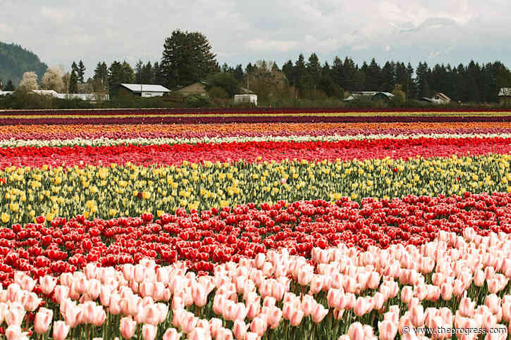 Chilliwack Tulip Festival features 30 varieties of cheerful tulips this year – Chilliwack Progress - Chilliwack Progress