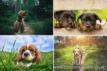 Alabama rot symptoms: Warning to dog owners over deadly flesh-eating disease