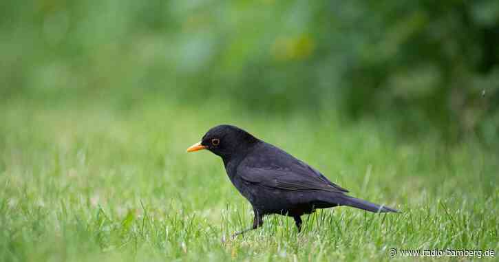 Polizei stoppt Verkehr für Amsel