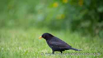 Polizei stoppt Verkehr für Amsel