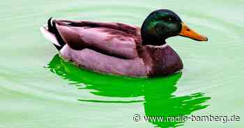 Ente gönnt sich nächtliches Bad in Münchner Hallenbad