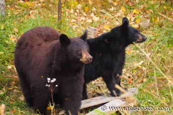 Nelson bear activity increased in 2021 - Nelson Star