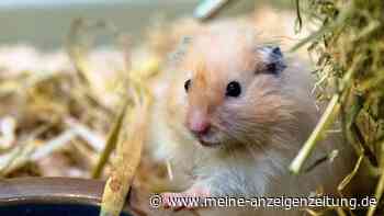 Bei Freilauf den Goldhamster genau im Blick behalten