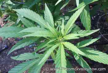 BC government seeking feedback on allowing cannabis consumption spaces - My Comox Valley Now