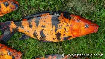 New efforts rolled out to control pest fish koi carp in Waikato lakes - New Zealand Herald