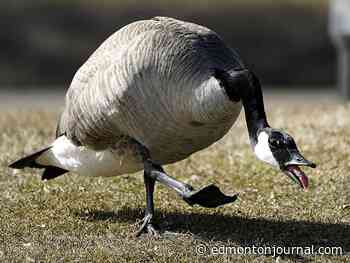Edmonton weather: Looks to be warm with a slight chance of rain