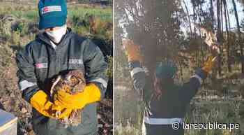 Arequipa: Serfor liberó a búho que era entrenado ilegalmente en Cerro Colorado - La República Perú