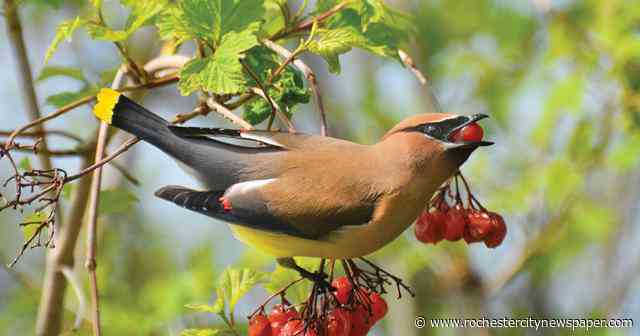 Looking for the best Earth Month activities? We've got them.