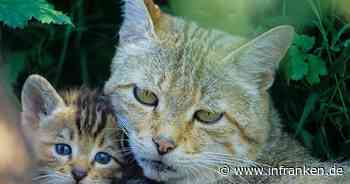 Ebrach: Ausstellung "Wilde Buchenwälder" bietet jede Menge Katzen-Content