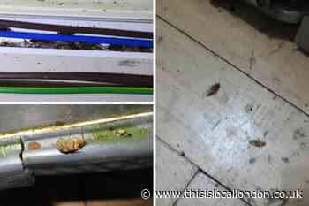 Swarm of cockroaches found inside Plough & Harrow pub