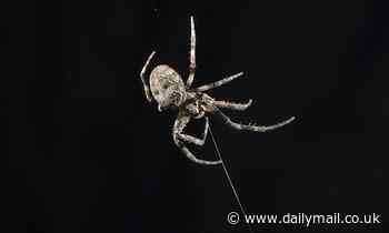 Spiders use their webs as giant hearing aids to amplify audio vibrations through their legs