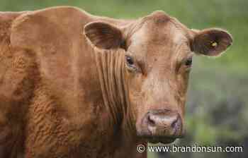 Cow carcasses found behind cemetery: RCMP - The Brandon Sun