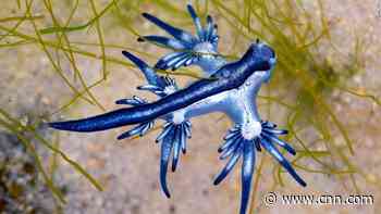 Man caught a venomous 'blue dragon' sea slug along the Texas coast