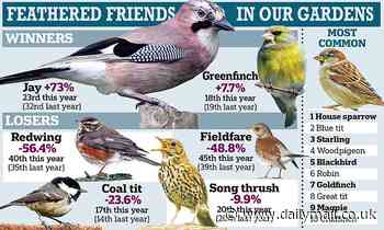 Great days for jays! Joy for birdwatchers as numbers are boosted, survey shows