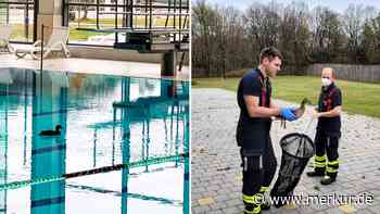 Ente verirrt sich in Münchner Hallenbad: Feuerwehr muss eingreifen – „Spricht sich in Entenhausen sicher rum“