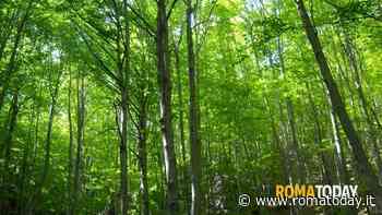 Spariti gli alberi che dovevano arrivare a Roma per Euro 2020