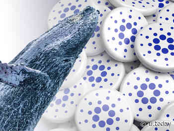 Cardano Dominance Drops, This Might Be Gamechanger, According to ADA Whale - U.Today