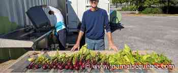 Pas de marché satellite mais un kiosque à légumes au Vieux-Port cet été