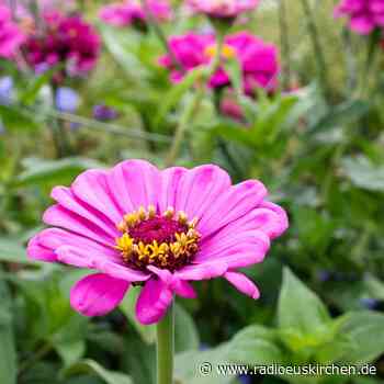 Gegen Insektensterben: Start Up "Hektar Nektar" vermittelt Bienen - radioeuskirchen.de