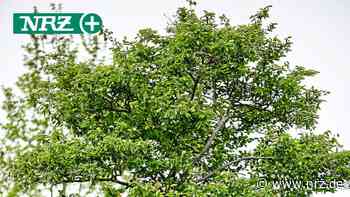 Rat lehnt Baumschutzsatzung für Hamminkeln ab - NRZ News