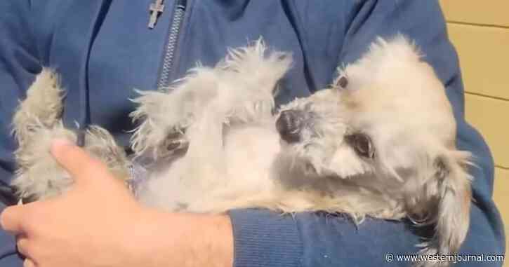 Actress Jumps Out of Car to Chase Down Alleged Animal Abuser in Hollywood: 'The Dog Was Going to Die'
