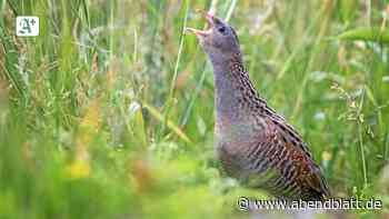 A1: Verhindert der Wachtelkönig Bau der Autobahn-Raststätte? - Hamburger Abendblatt