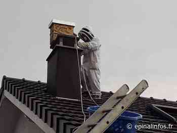 Epinal - Les apiculteurs prêts pour la saison de l'essaimage - Epinal infos - Epinal Infos