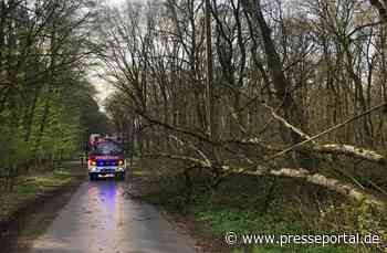 FW-Schermbeck: Baum auf Stromleitung