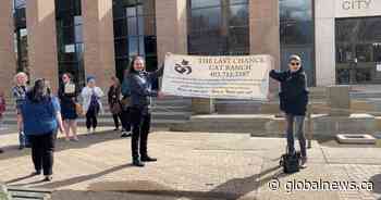 Lethbridge cat rescue sees ‘overwhelming’ support at stop order appeal - Global News