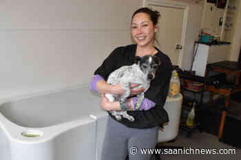 Local dog groomer in Sidney expresses support for shut-down competitor – Saanich News - Saanich News