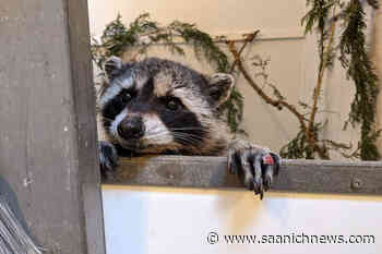 Remedied raccoon released from Metchosin rehab - Saanich News