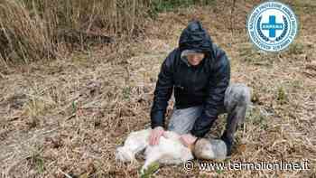 Salvato cane randagio, aveva barattolo di plastica in testa - Termoli Online